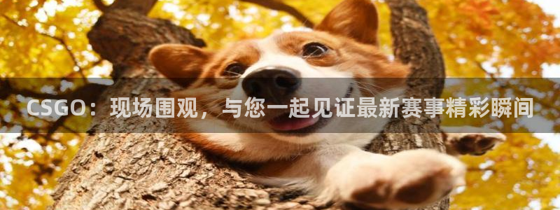 so米体育直播在线直播：CSGO：现场围观，与您一起见证最新赛事精彩瞬间